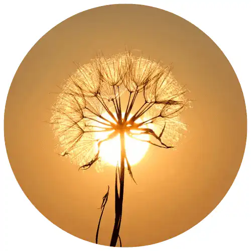 Pissenlit au soleil couchant, silhouette florale