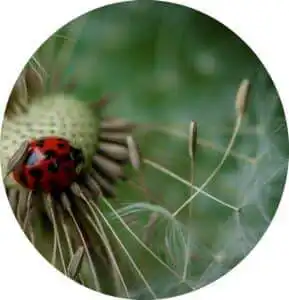 Coccinelle rouge sur un pissenlit